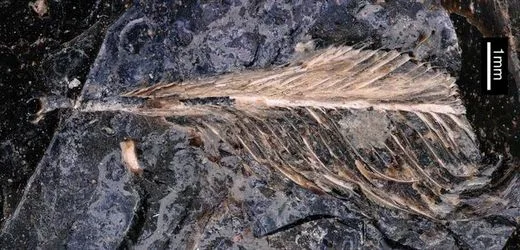 Dinosaurier-Kot: 66 Millionen Jahre alte Feder könnte Hinweise auf Vogelsterben geben