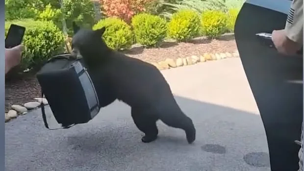 Familie brüllt ihn aus dem Auto - Bär klaut Steaks und Bier