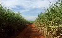 EUA anunciam investimento de US$ 86,6 milhões para frutas e hortaliças