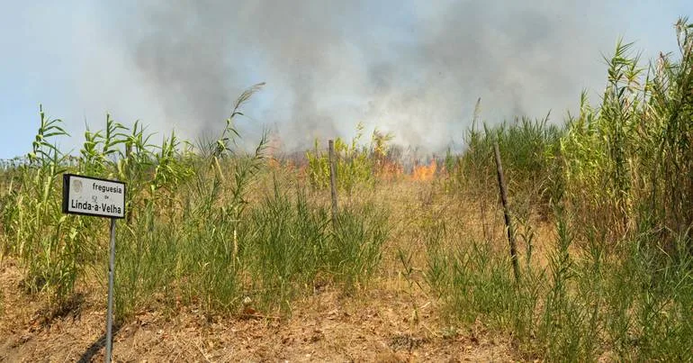 Incêndios. 40 concelhos em perigo máximo no Centro e Algarve