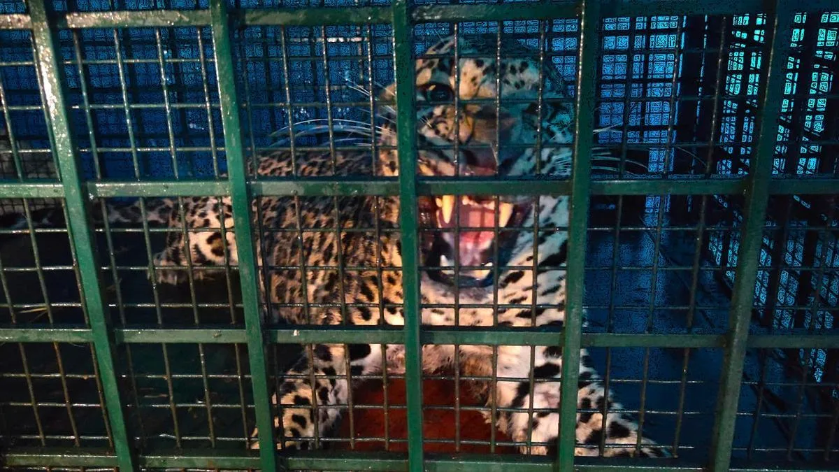 Leopard caught in trap set for wild boar in Keralam