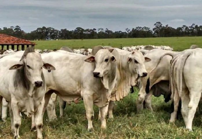 Boi gordo sobe mais que a carne bovina e pressiona margens dos frigoríficos em SP