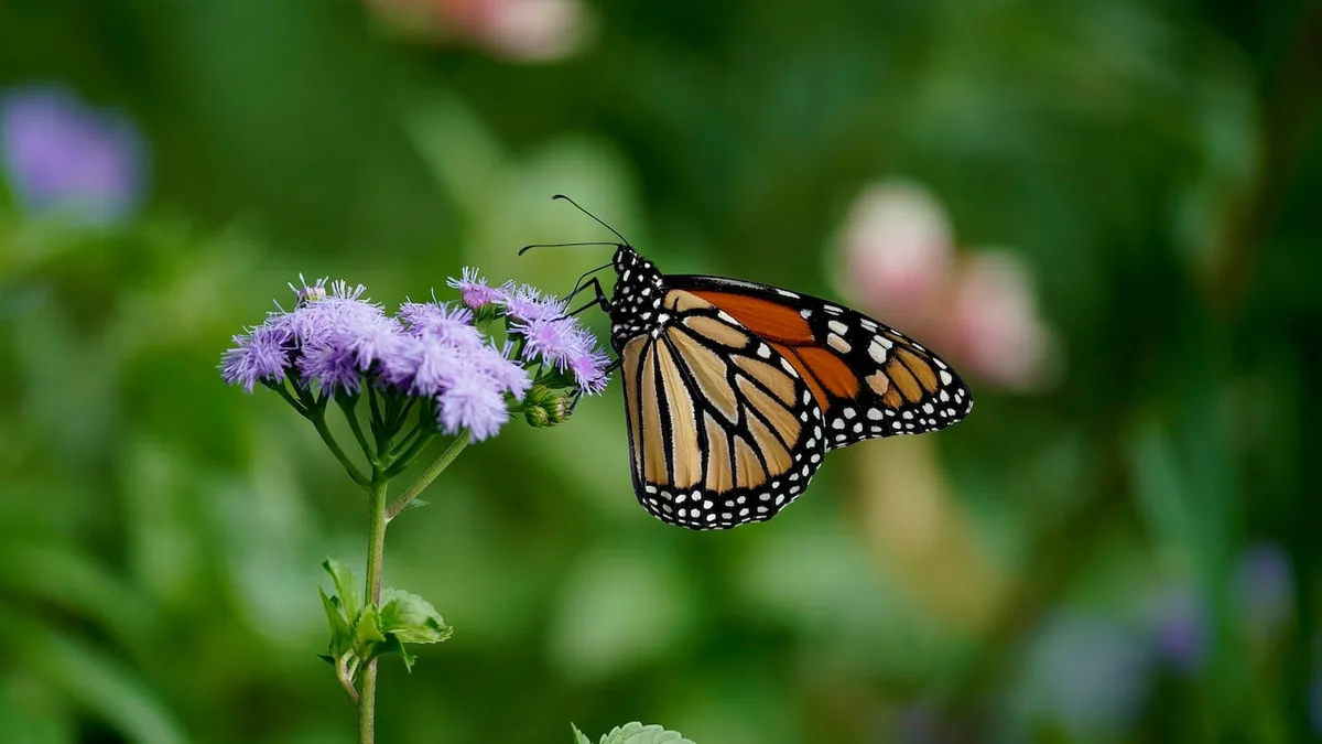 1st of 29 monarch butterflies tagged on Canadian Prairies reaches Mexico after perilous migration
