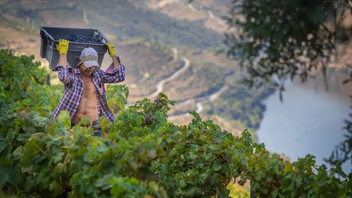 Na Região Vinhateira do Douro há uvas a mais e stocks por escoar. Como se chegou aqui?