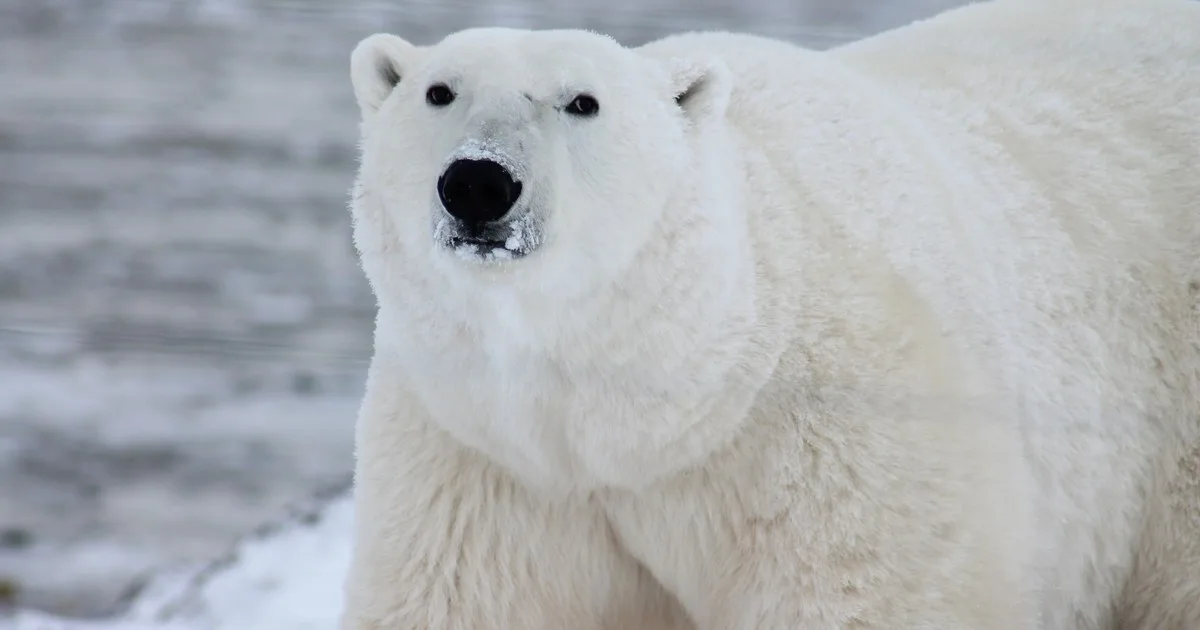 Una persona molestó a un oso polar y recibió una multa de miles de dólares