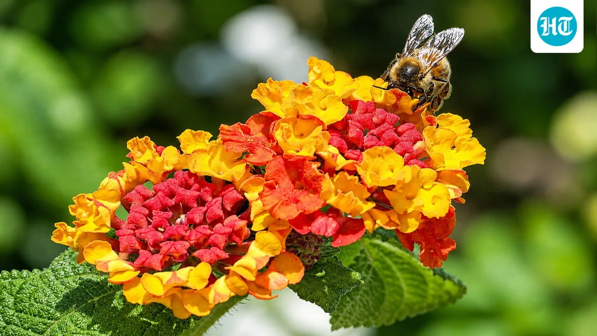 In Australia, American lantana escaped ornamental gardens and became Queensland’s most invasive weed; grazing costs reached A$121 million in 2007