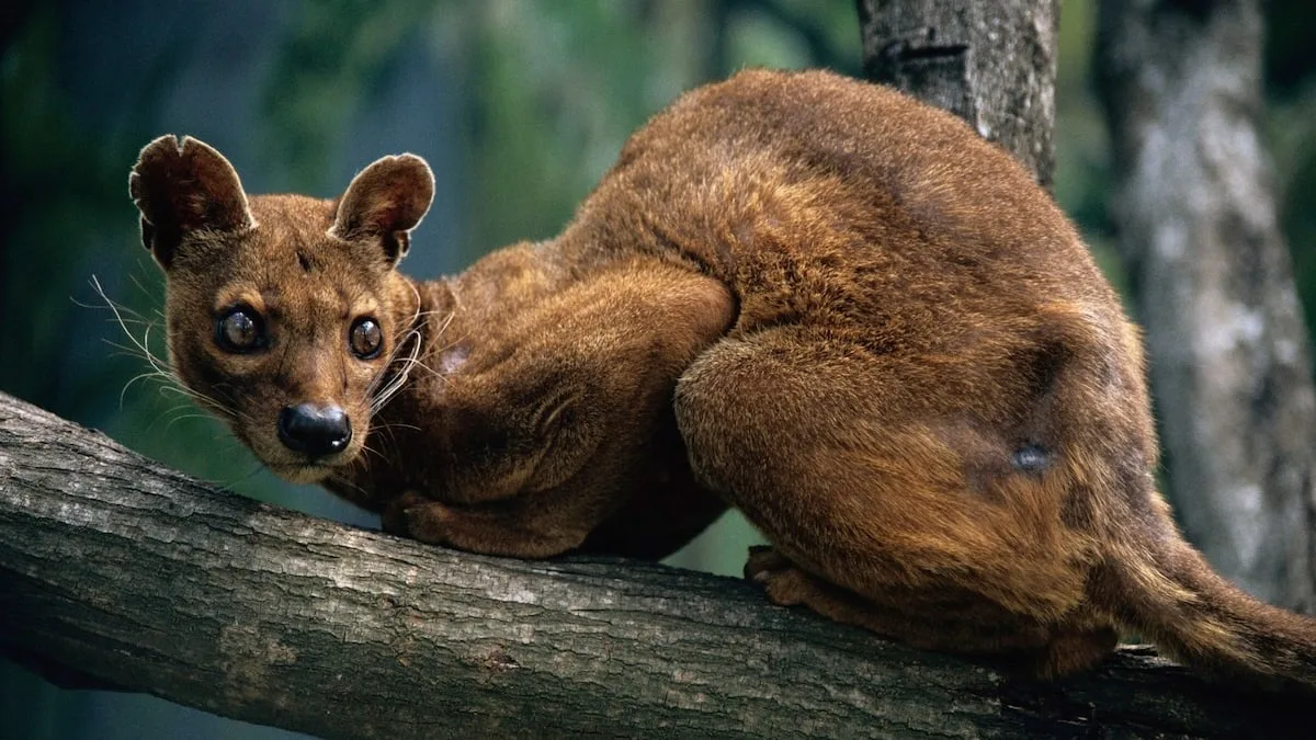 Räuber aus Madagaskar - Darum tötet die Fossa ganze Hühnerbestände