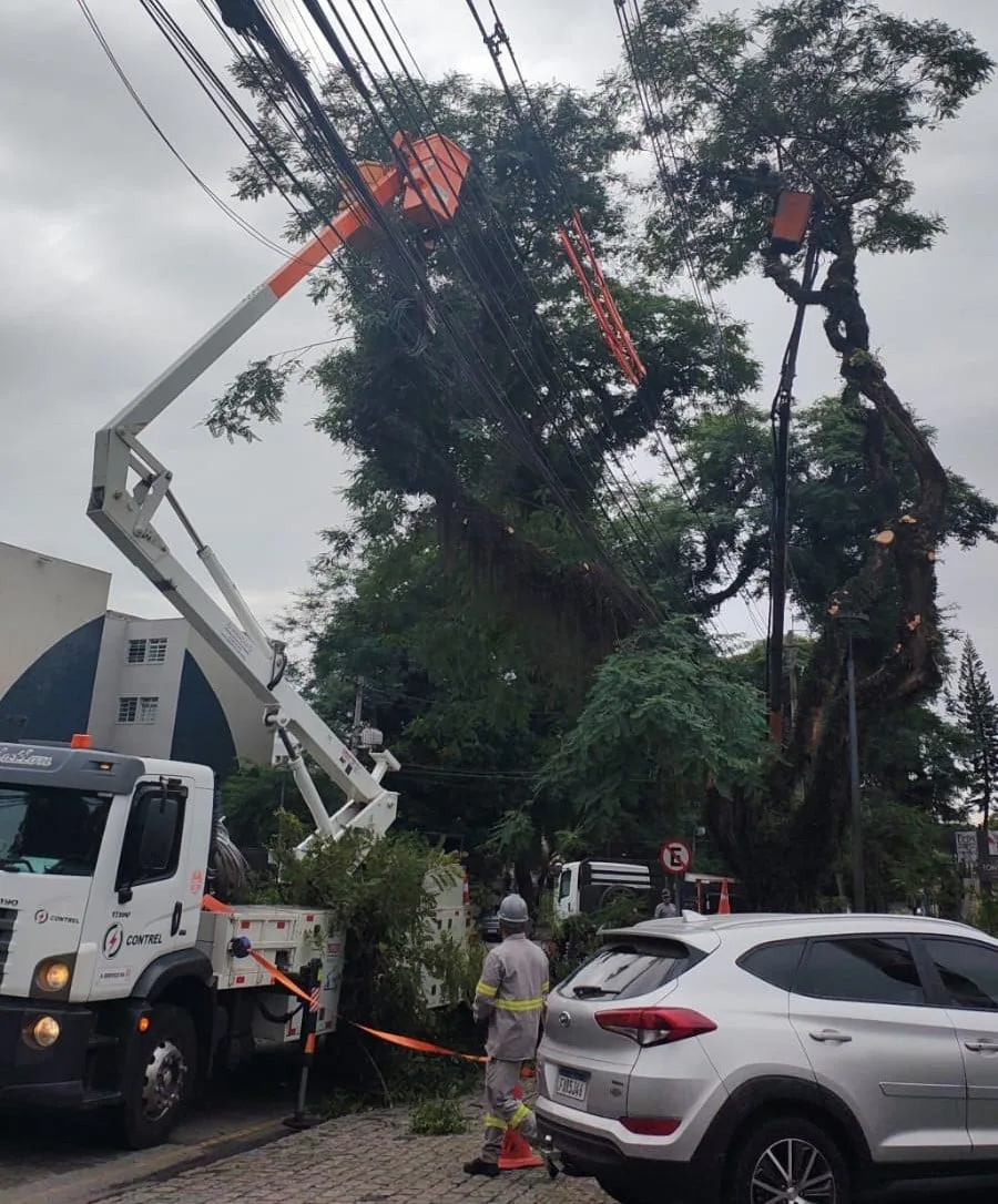 Cinco bairros de Curitiba terão poda de árvores nesta quarta