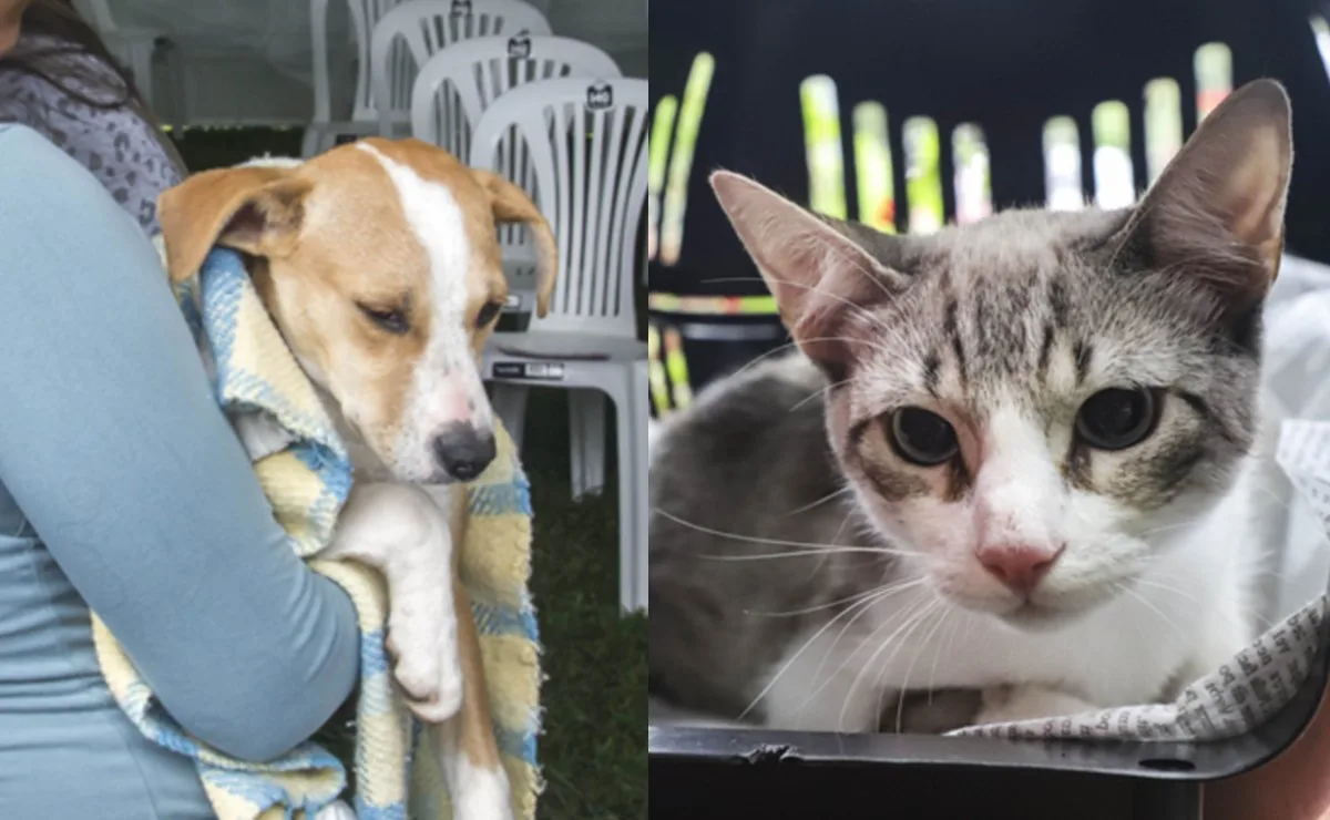 Seu pet pode aproveitar! Curitiba oferece 4.930 vagas para castração gratuita de cães e gatos