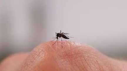 Une vingtaine de cas autochtones de Chikungunya identifiés dans l'Hexagone