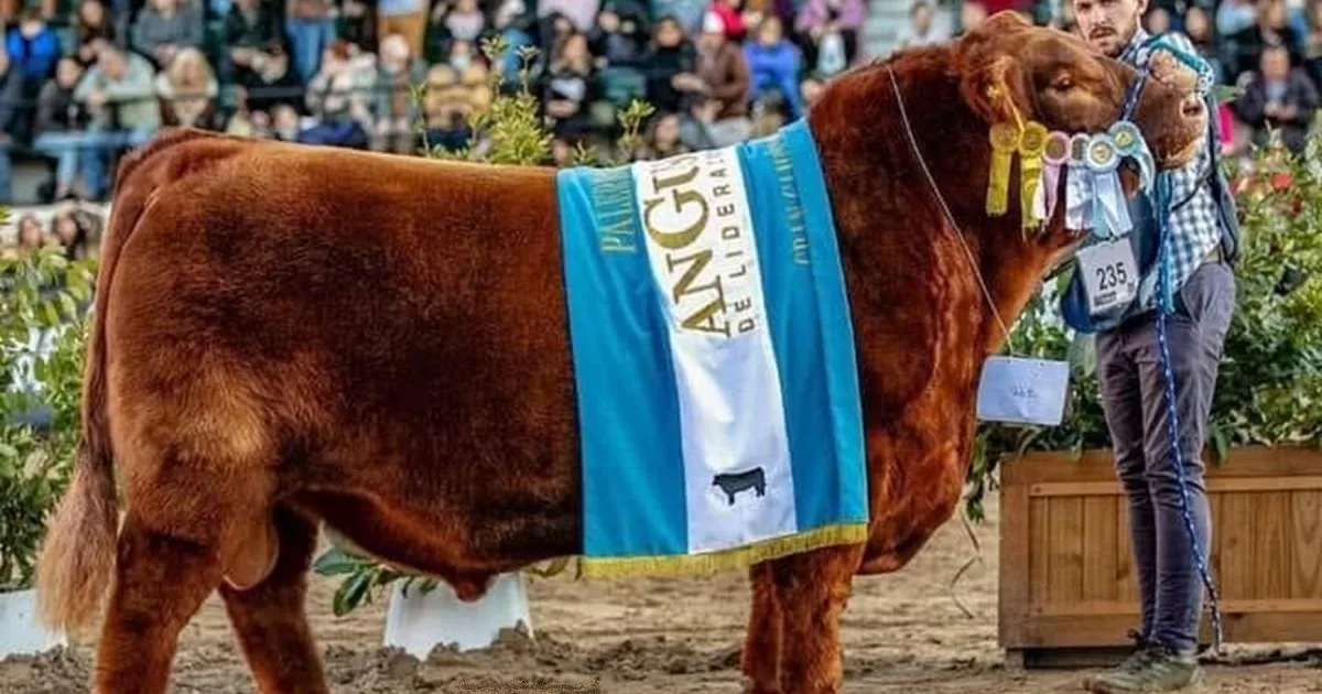 Álvaro superstar: compraron tres vacas de pedigree en liquidación hace 20 años, y ahora vendieron el 50% de un toro Angus colorado en 300 millones de pesos