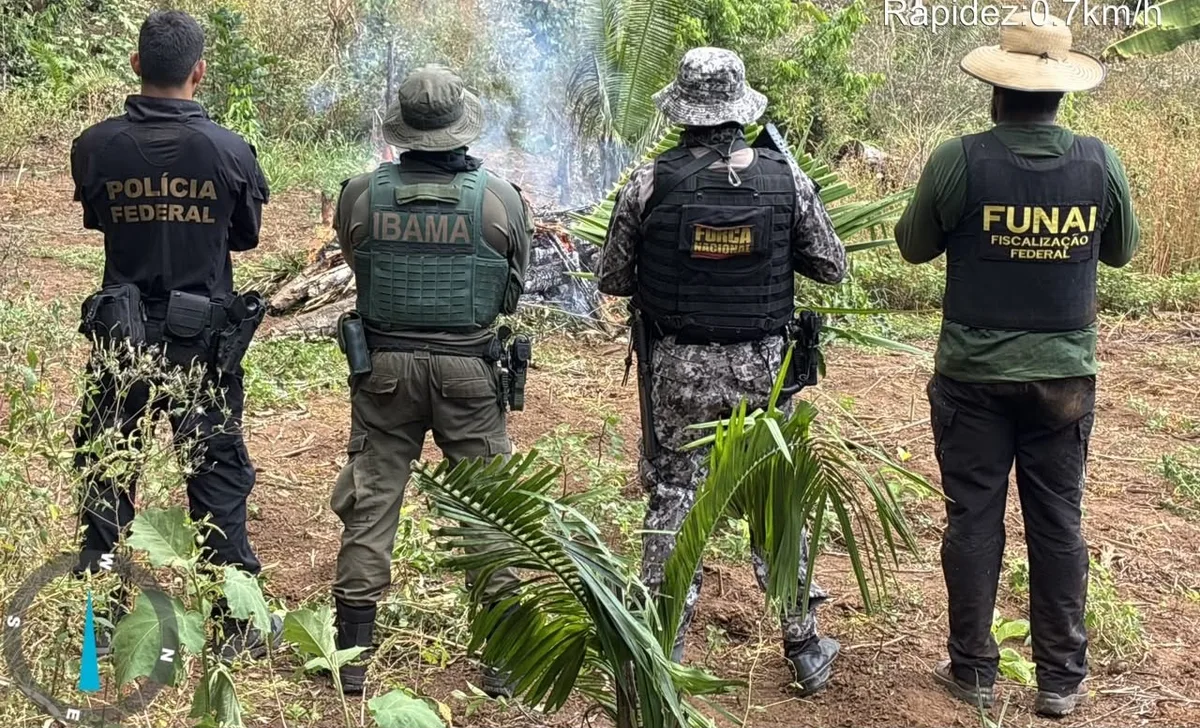 Operação destrói 6 mil pés de maconha em Terra Indígena no Pará
