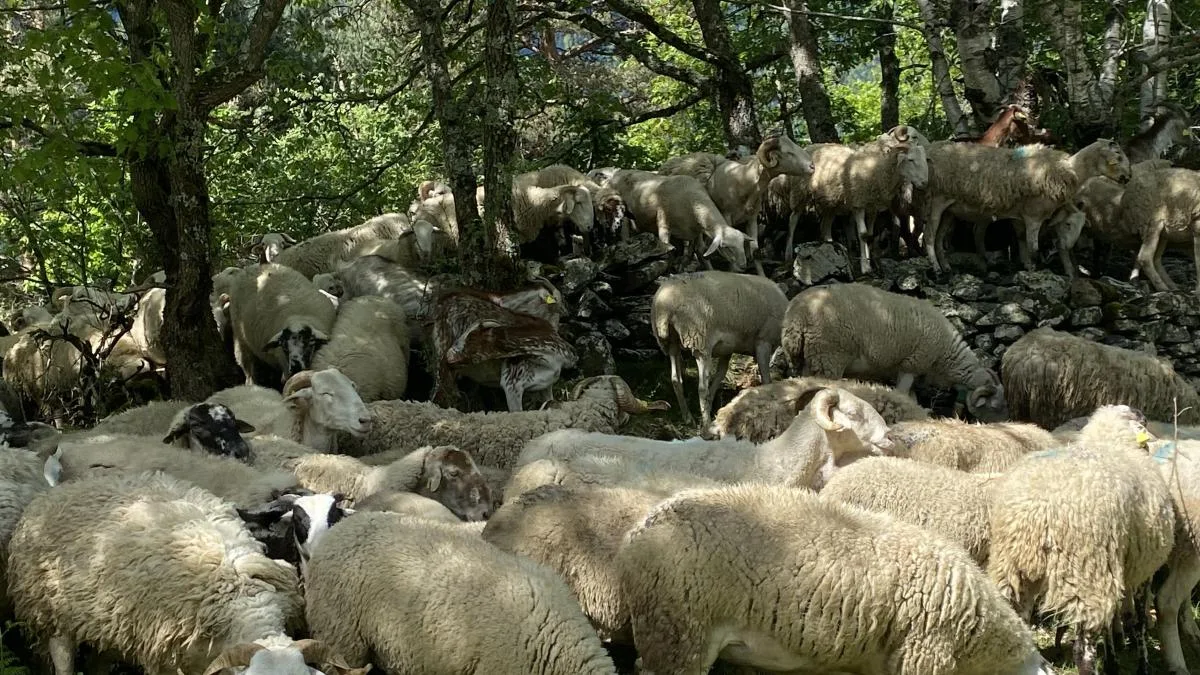 Las ovejas y cabras de Vilamòs que ayudan a Endesa a proteger el bosque de incendios