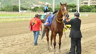 La Rinconada: El ajuste definitivo que pone a este ejemplar a valer en el Clásico Sprinters (GI)
