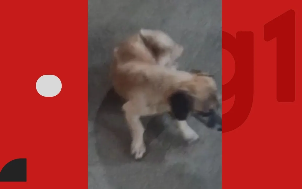 Mulher é impedida de embarcar com cachorro em ônibus por falta de carteira de vacinação na Bahia