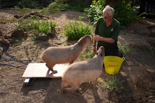 London Zoo carries out annual weigh-in as capybaras and penguins steal the show
