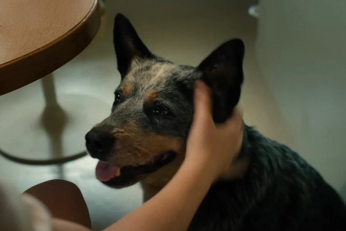 O cachorro de ‘O Fim da Rua’ morre? Anne Hathaway fala sobre polêmica