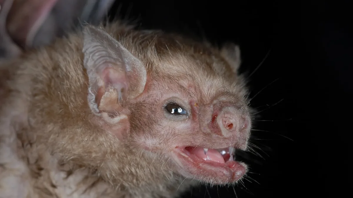 Where did bats come from? Family tree drawn from huge genetic study