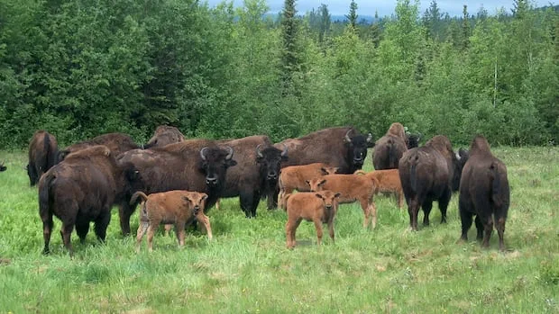 Number of collisions with bison on N.W.T. roads declines