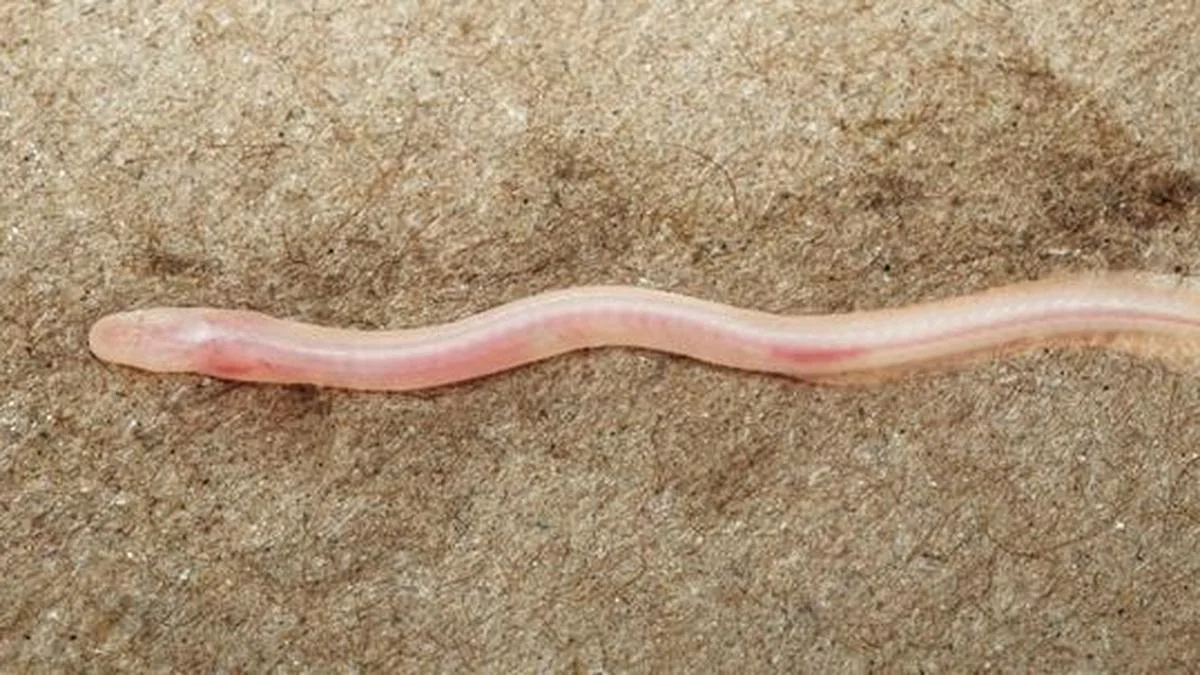 TikTok aids scientists to report an unknown subterranean fish in the Gangetic Basin