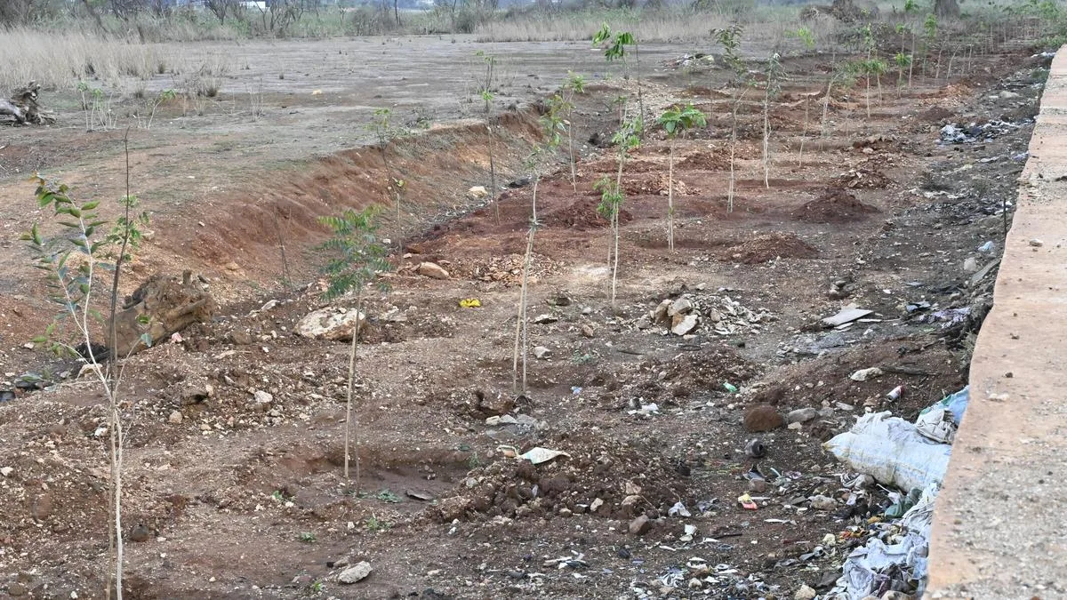 Coimbatore Corporation to relocate over 400 saplings planted in Sengulam