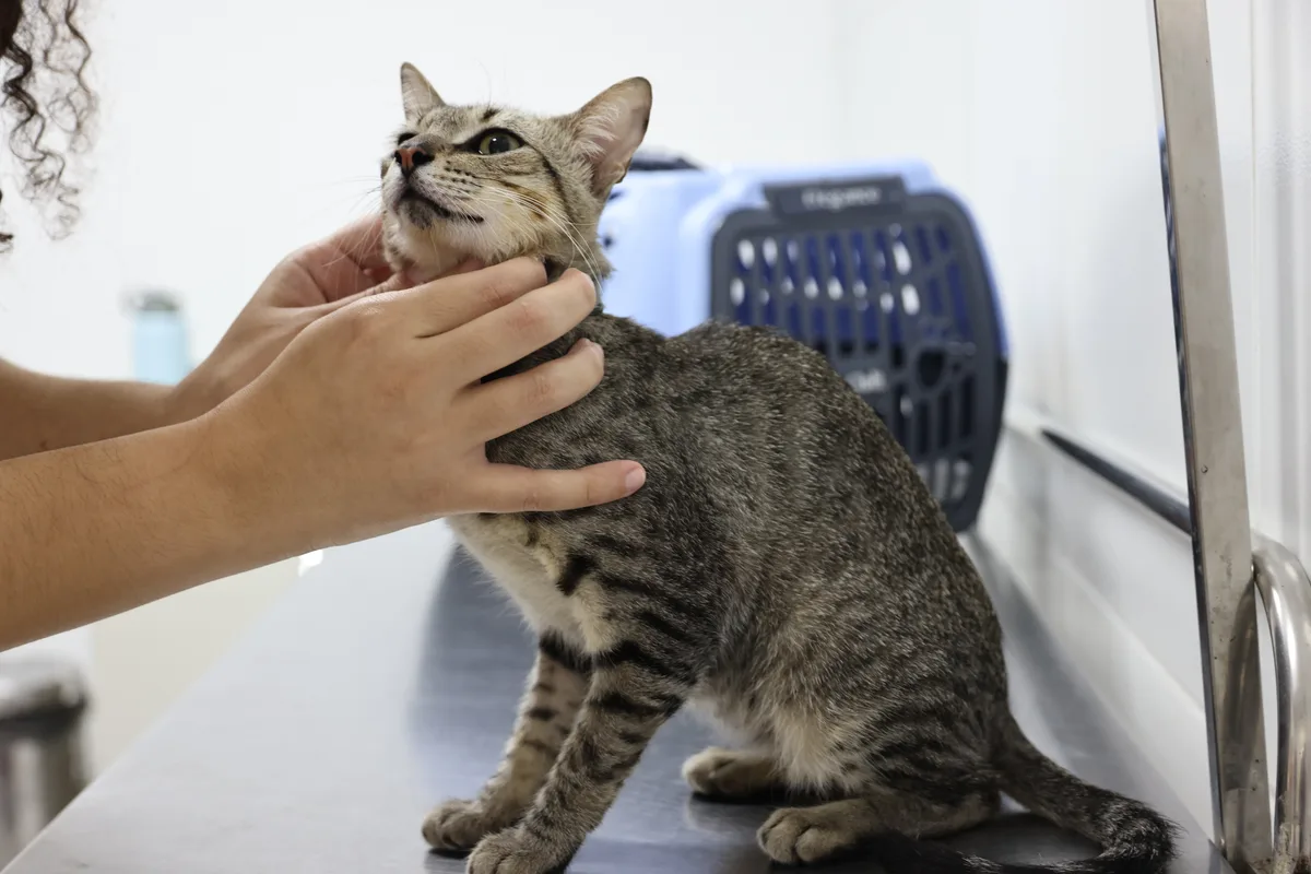 VetMóvel leva atendimento veterinário gratuito aos bairros Damas e Novo Mondubim, em Fortaleza