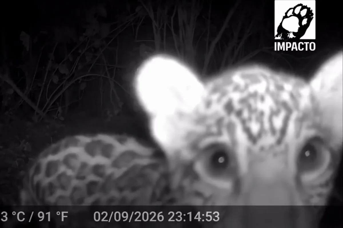 Em primeiras imagens, filhote de onça-pintada brinca e interage com câmera no Pantanal de MT