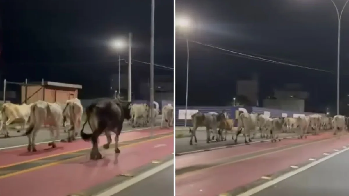 Rebanho de gado invade avenida e ciclovia durante a noite em Linhares