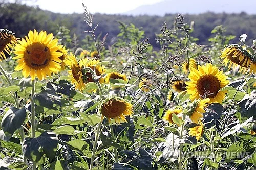 [날씨] 수요일도 맑고 쾌청…전국 최저 11도·최고 30도
