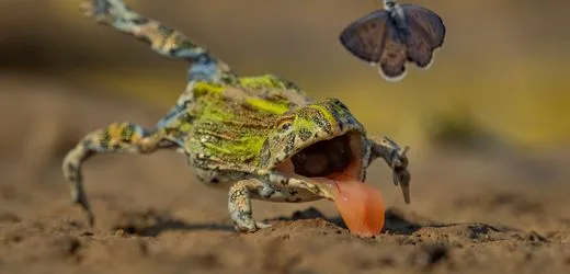 Wildlife Photography of the Year 2026: Ausgewählte Bilder des Fotowettbewerbs