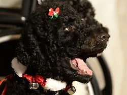 "First Dog" Sunny tot: Barack Obama trauert um "ein geschätztes Mitglied unserer Familie"