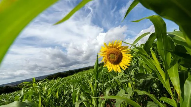 Wetter in Bayern: Nach trüben Tagen Sonne - Freitag wieder Regen