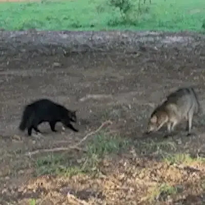 Aos 7 meses, gatinho encara lobinho e põe “rival” para correr