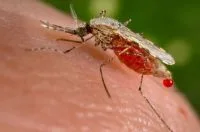 Febre do Nilo Ocidental é rara no Brasil, apesar da disseminação global