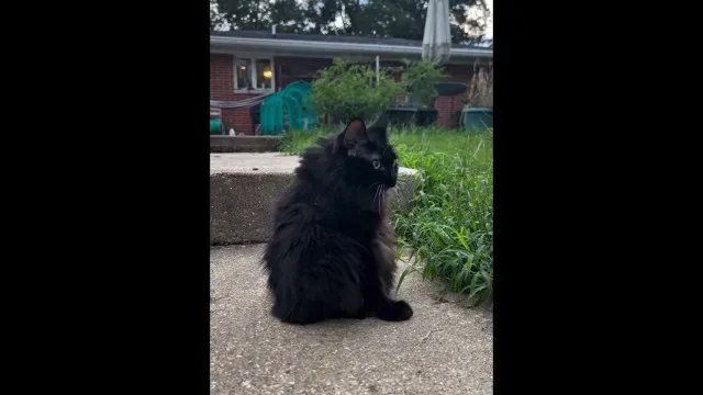 Lembra-se de Jimothy? Eis Meemers, a gata com síndrome da coluna curta