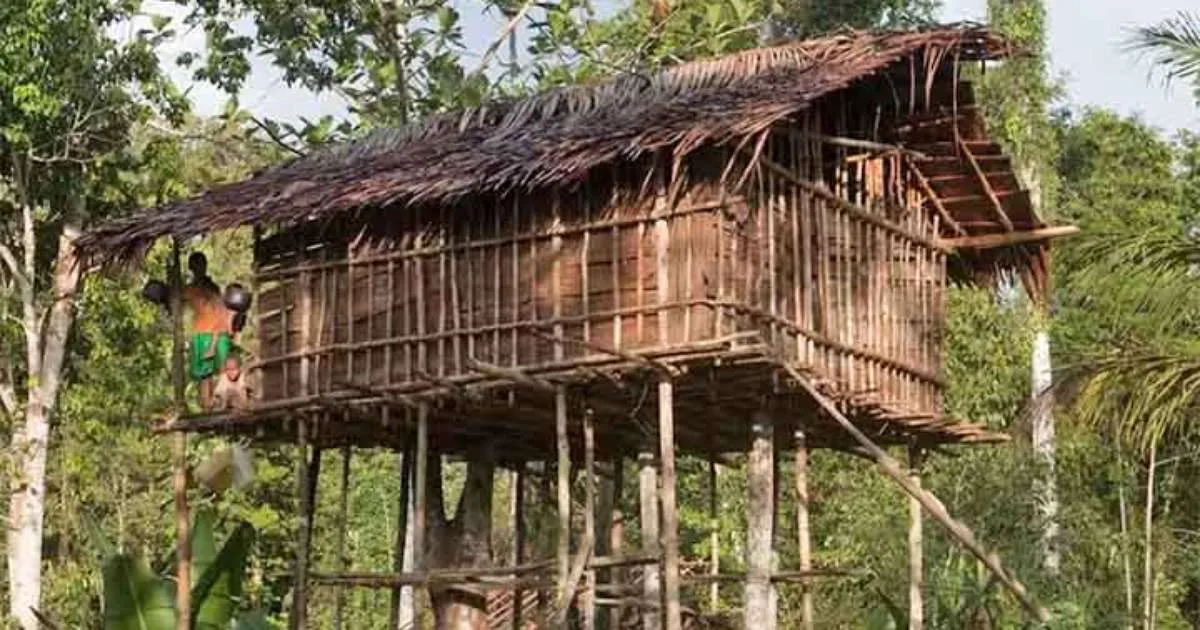 Korowai: conheça o povo de Papua que mantém a tradição das impressionantes casas nas árvores