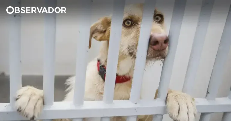 40.000 animais nos canis: lei de 10 anos ficou a meio