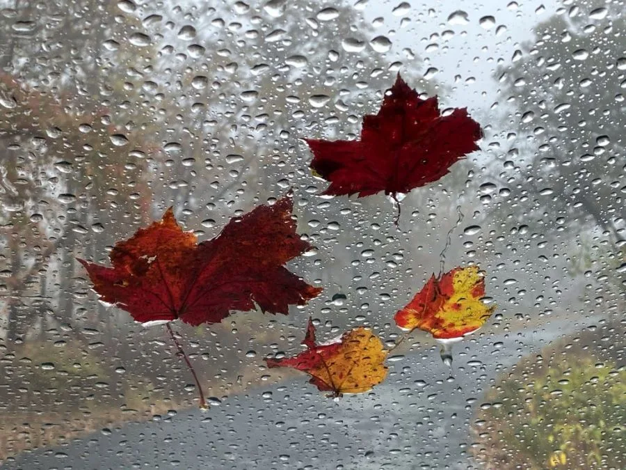 NOAA releases fall weather predictions for all 50 states as El Niño grows stronger