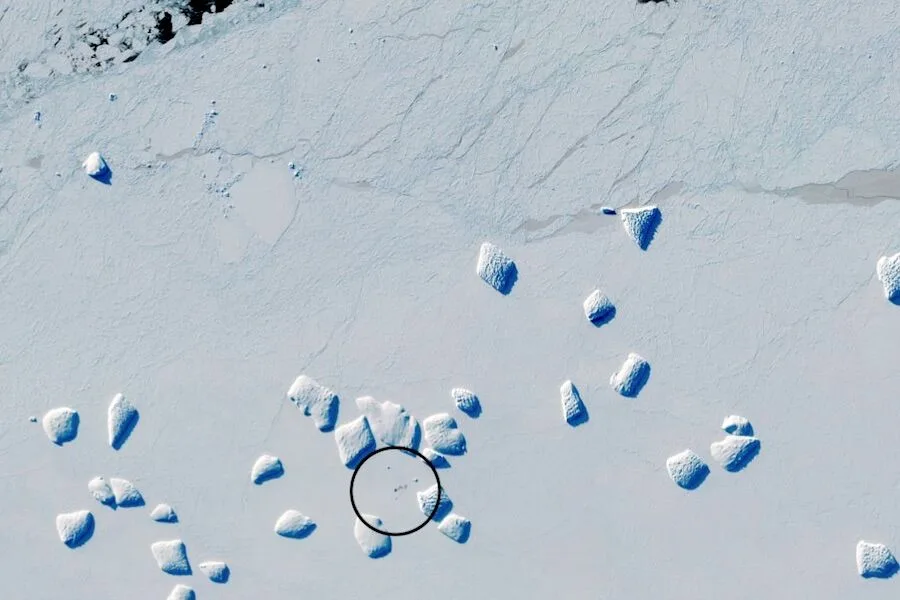 As fezes dos pinguins estão a pintar a Antártida (e a derreter a neve mais depressa)