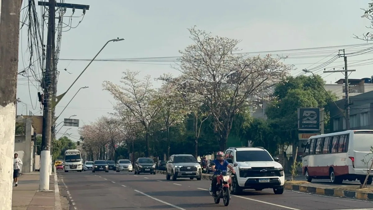 Ipês começam a florescer e mudam paisagem da Avenida Djalma Batista, em Manaus; VÍDEO