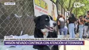 Misión Nevado atiende animales tras los sismos en La Guaira