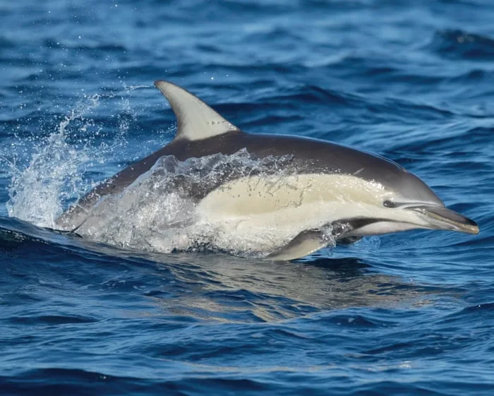 Dolphin dies from H5 bird flu in SA as researchers withdrawn from sub-Antarctic island over ‘psychosocial risk’