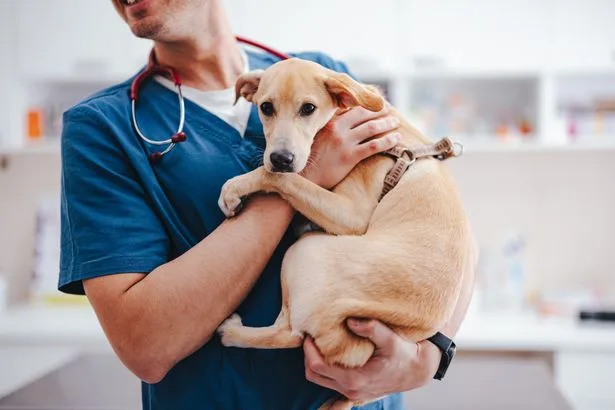 Warning to dog owners after 337 cases of deadly illness in UK