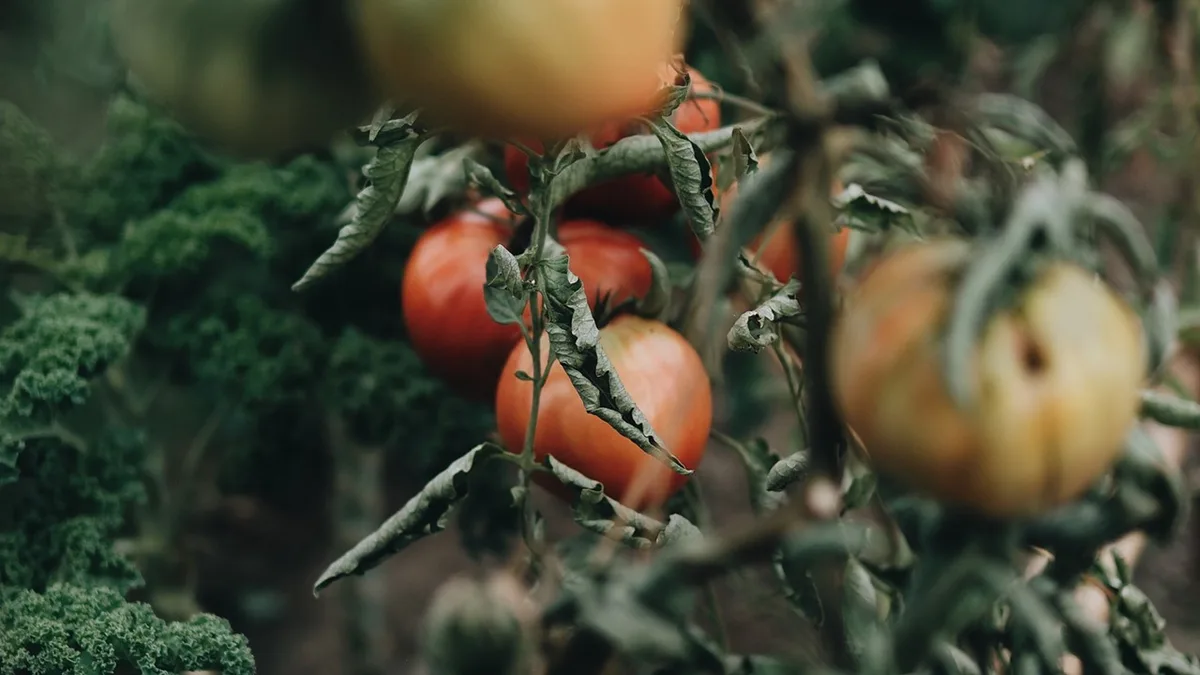 O melhor tomate coração de boi do Douro está na horta da Quinta de Ventozelo