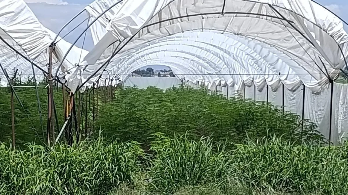 Aseguran un narcoinvernadero en Guanajuato: Destruyen más de 2 toneladas de cannabis