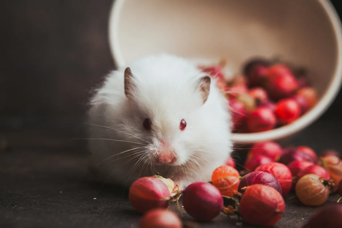 Las ratas también tienen remordimientos cuando toman una mala decisión con su alimentación: se autocastigan siguiendo el mismo patrón que los seres humanos