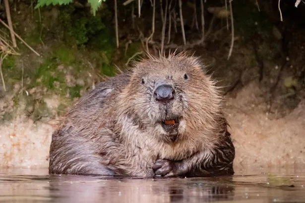 Wild beavers could return to UK area in bid to reduce flood risk and protect against drought