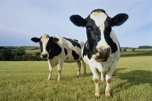 Rare case of mad cow disease confirmed in Dumfries and Galloway as investigations continue