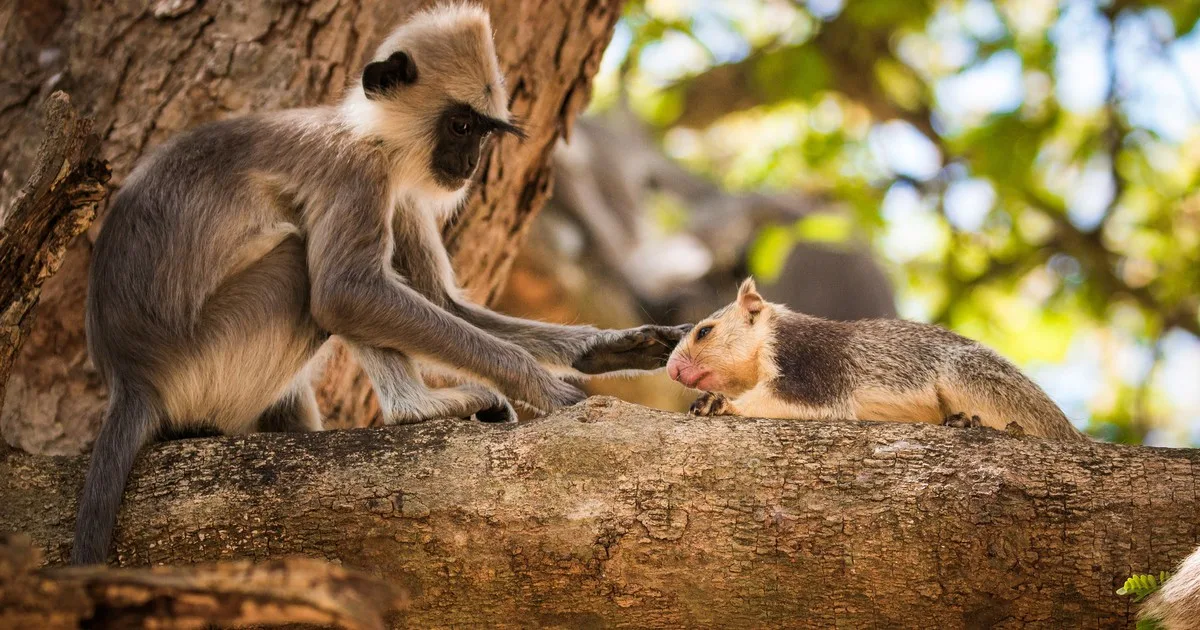 Otros primates, además de los humanos, también disfrutan tener mascotas