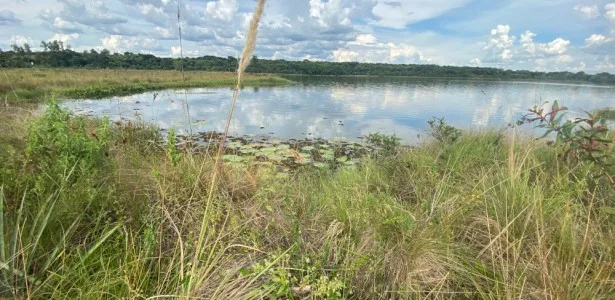 Estudo define indicadores para orientar a restauração de campos úmidos no Cerrado